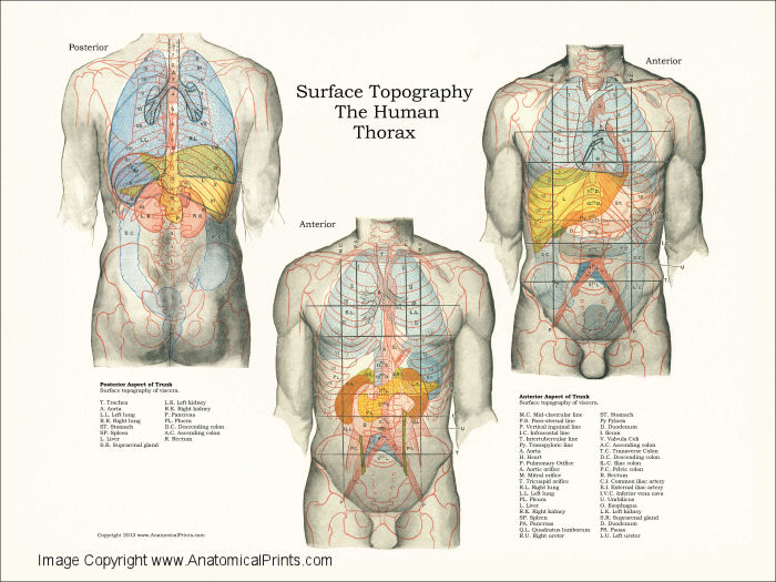 Human Internal Organ Anatomy Charts
