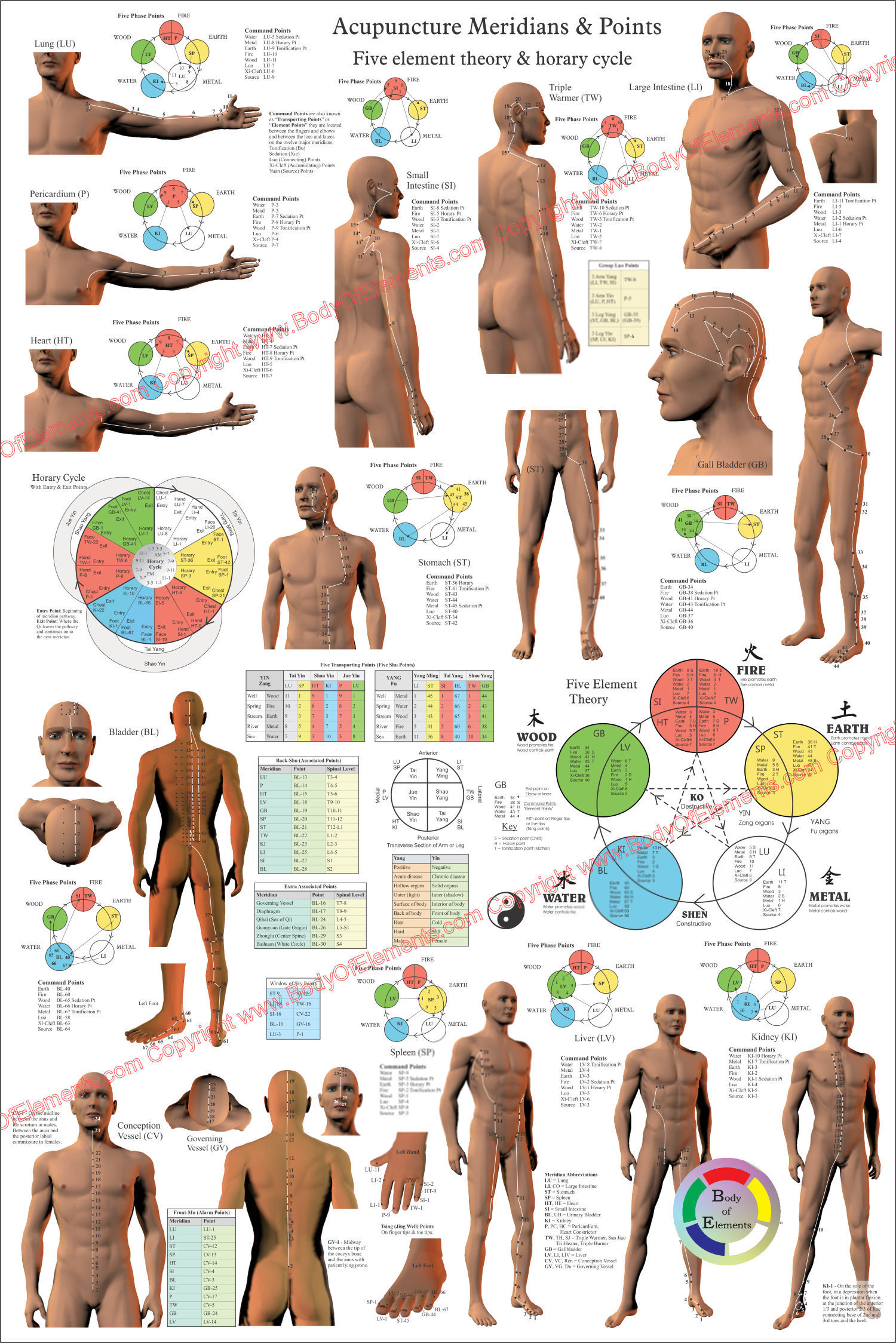 Feline Skeletal Anatomy Wall Chart #92530 – Cat Bone Structure Poster For Veterinary Use