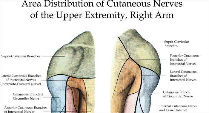 Upper Extremity Innervation Chart