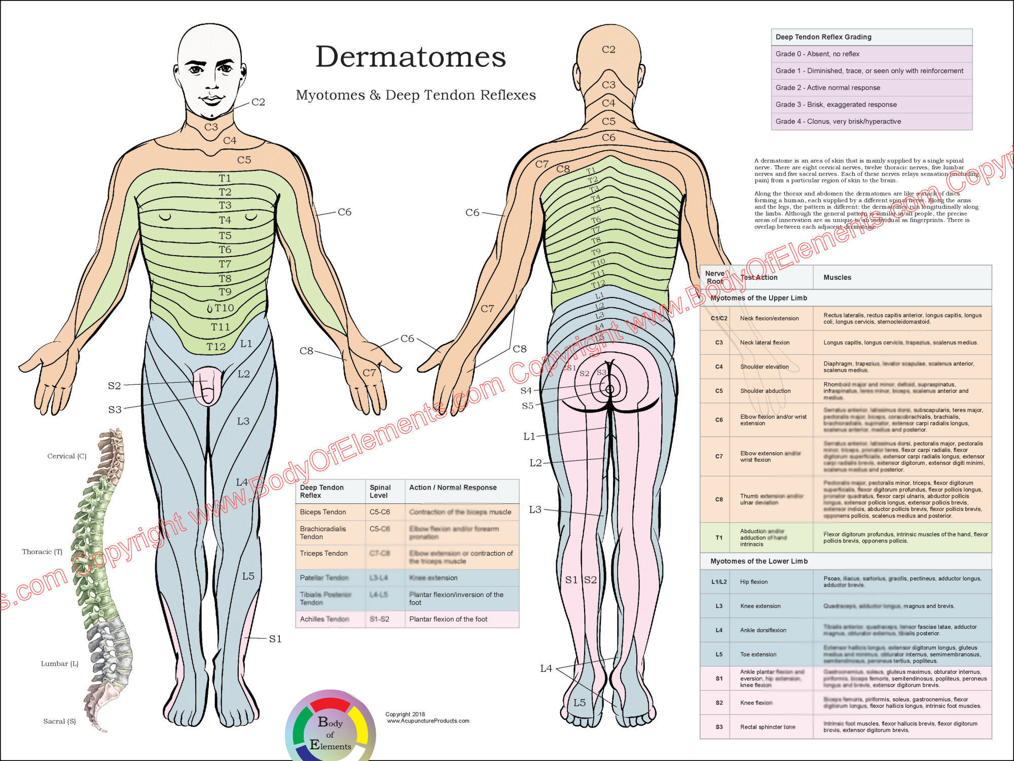 Dermatomes Chart.