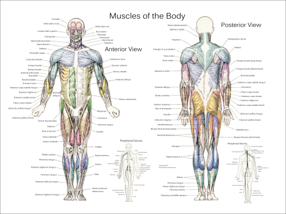 Muscle Anatomy Posters Anterior Posterior Deep Layers