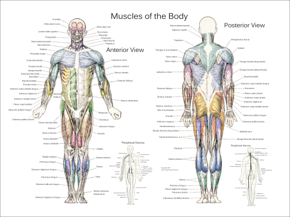 Muscle Anatomy Posters