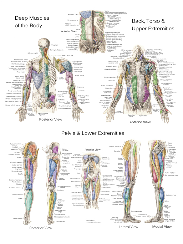 Muscle Anatomy Posters - Anterior, Posterior & Deep Layers