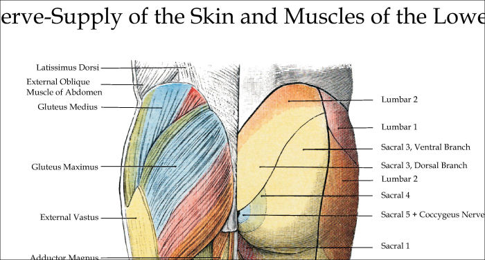 Nerve Supply of the Leg