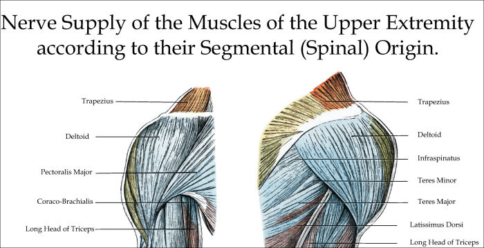 Nerve Supply of the Arm