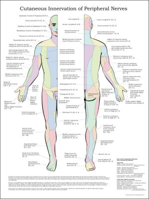 Visceral Referral Patterns Chart