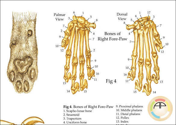 Feline Skeletal Anatomy Poster