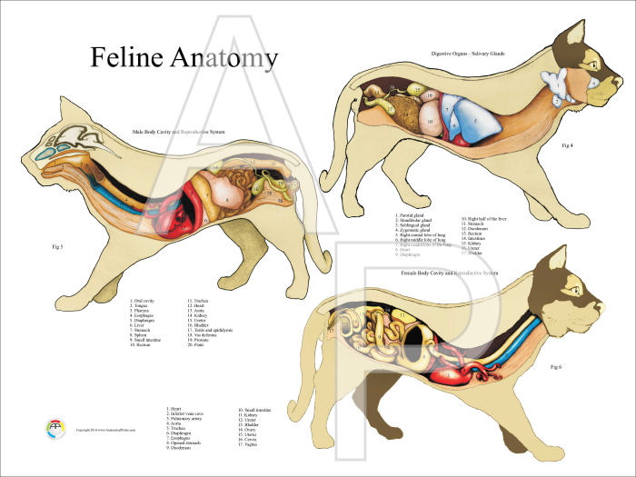 Cat Anatomy Posters 18 X 24