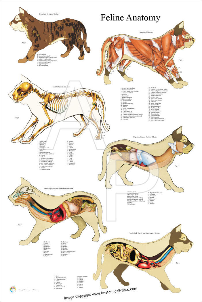 Cat Internal Anatomy Poster 24 X 36