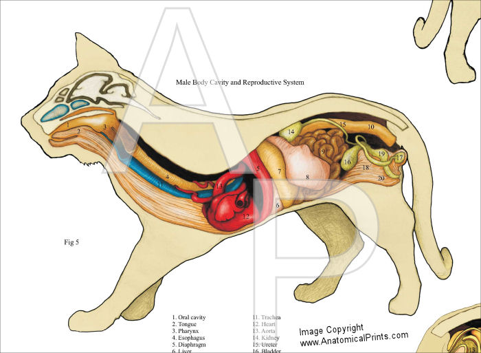 Feline Anatomy Poster
