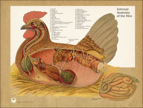 Chicken Internal Anatomy Poster