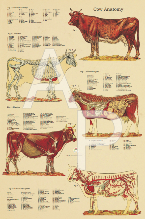 Vintage Anatomical Chart of the Cow 24 X 36