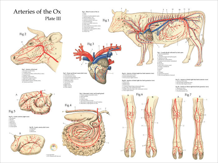 Bovine Anatomy Chart