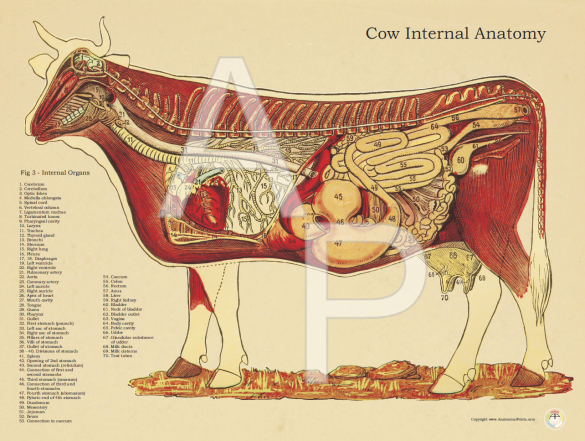 Cow Bovine Internal Anatomical Poster