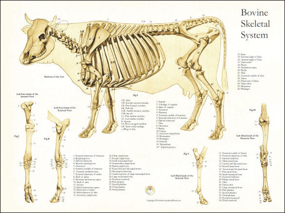 Cow Skeletal Anatomy Poster