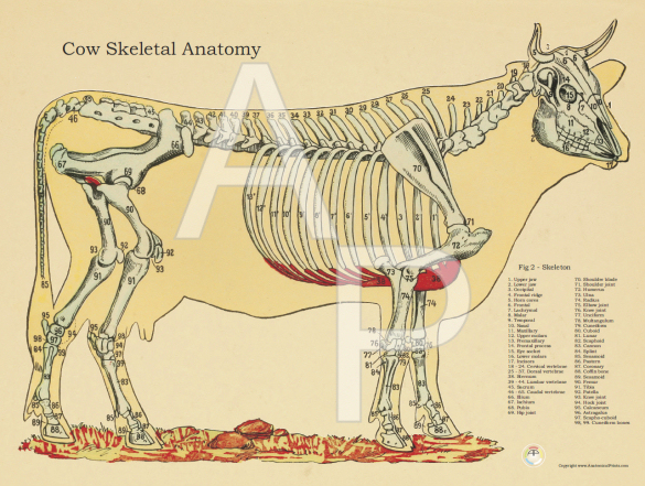 Cow Skeletal Anatomy Poster