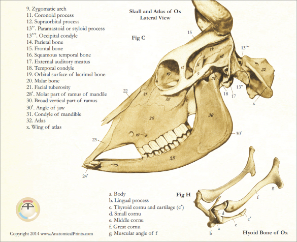 Skull Anatomy of the Cow Poster