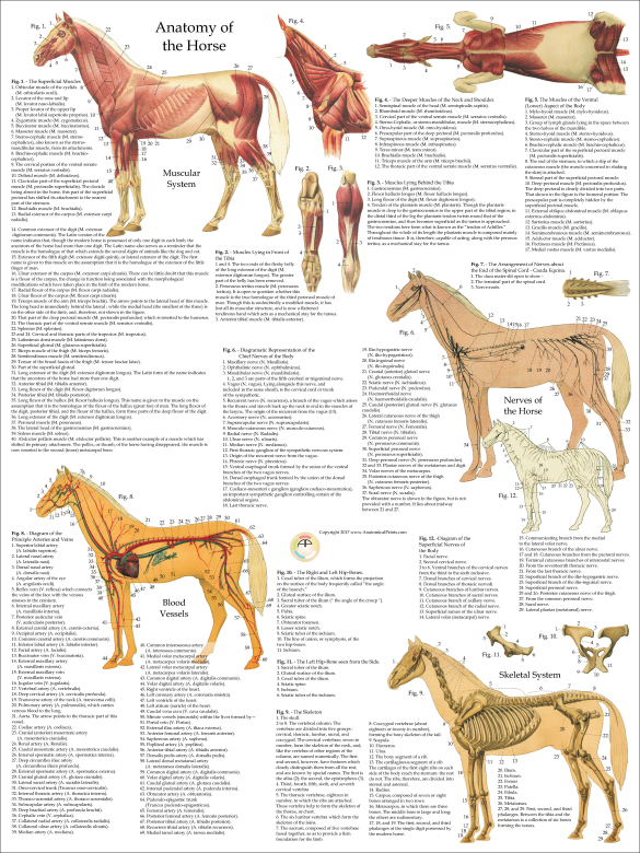 Horse Anatomy Poster