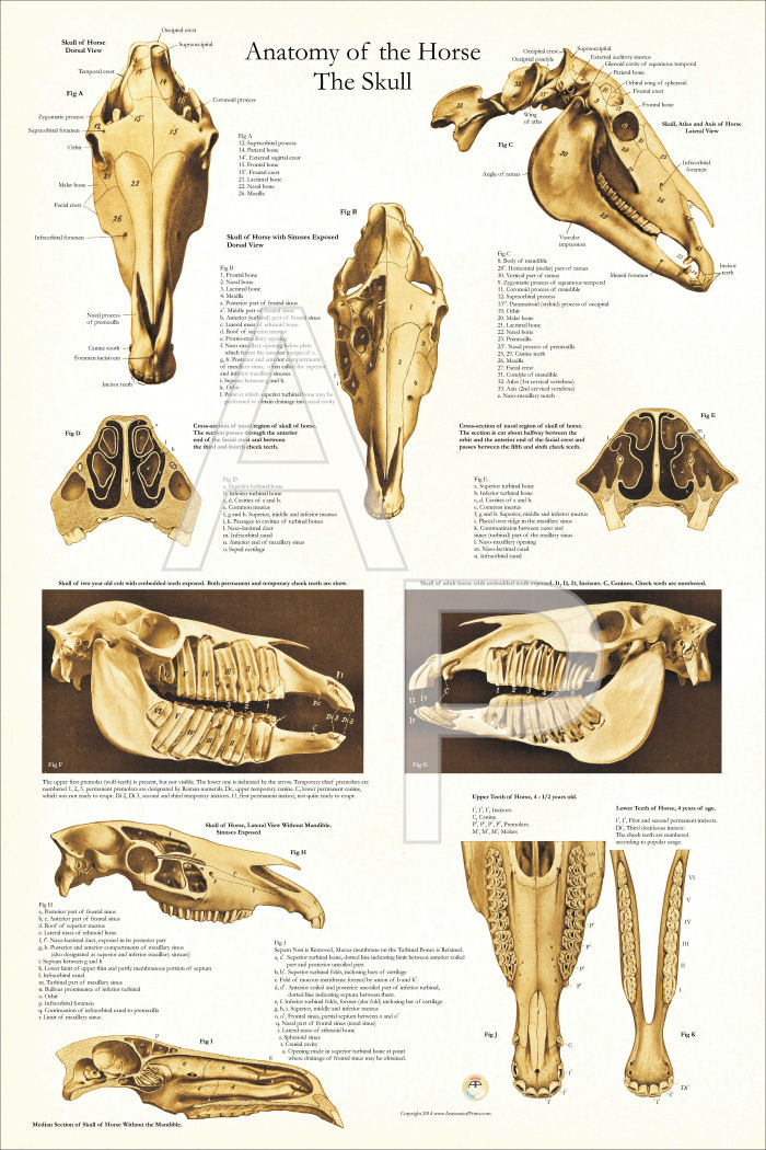 Horse Skull Anatomy Poster 24 x 36