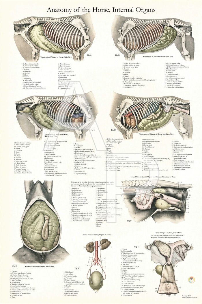 Horse Internal Anatomy Poster