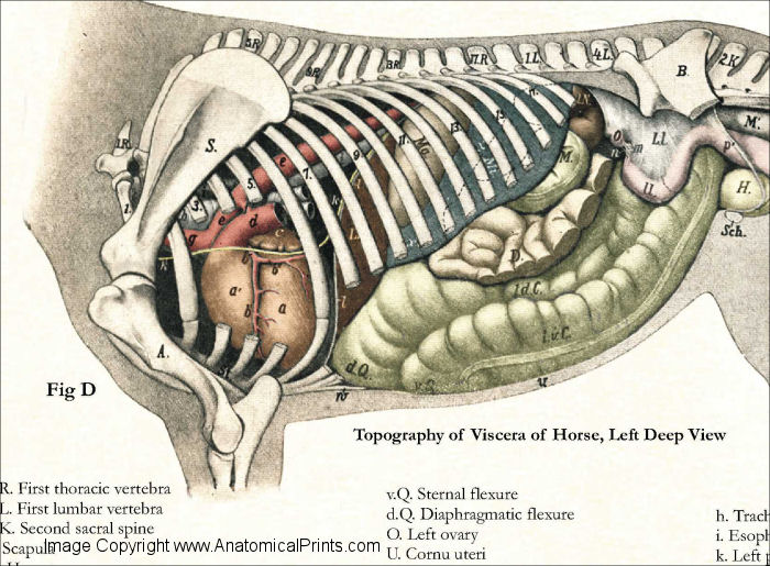 Horse Internal Anatomy Poster