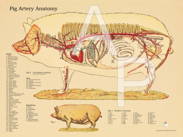 Pig Anatomy Chart