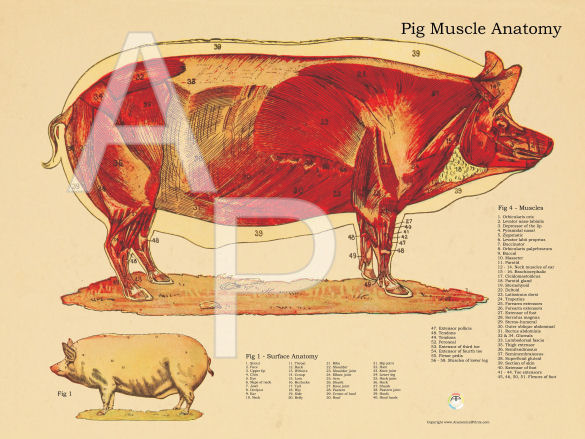 Pig Muscular Anatomy Poster