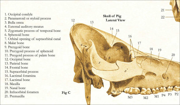 Pig Skeletal Anatomy Poster