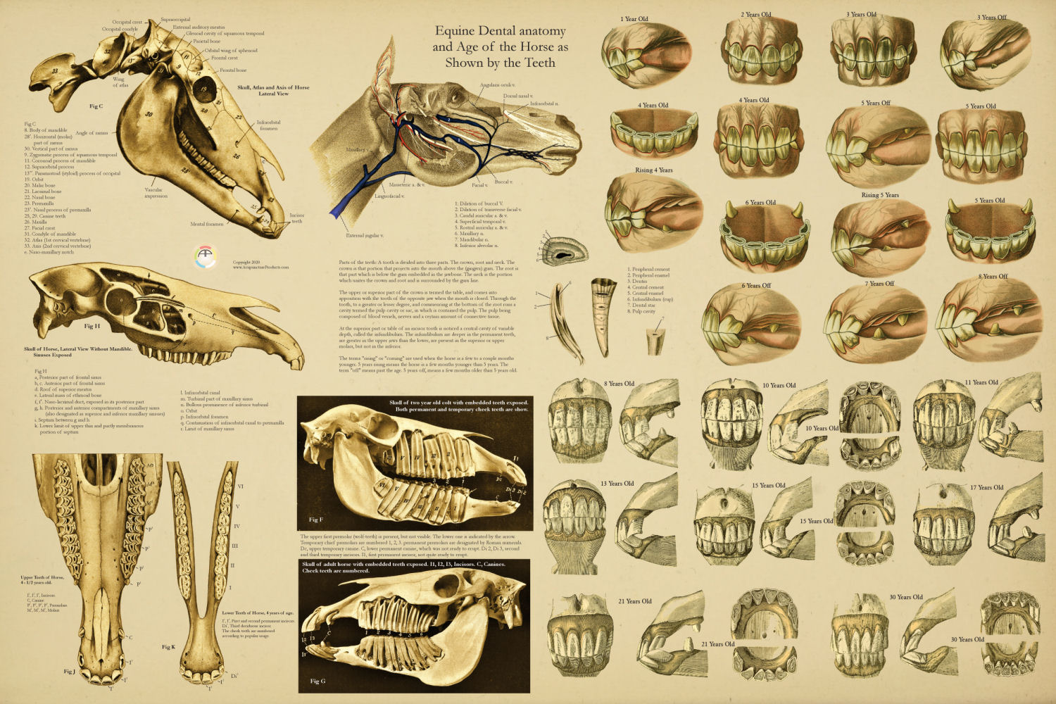 Equine Chart