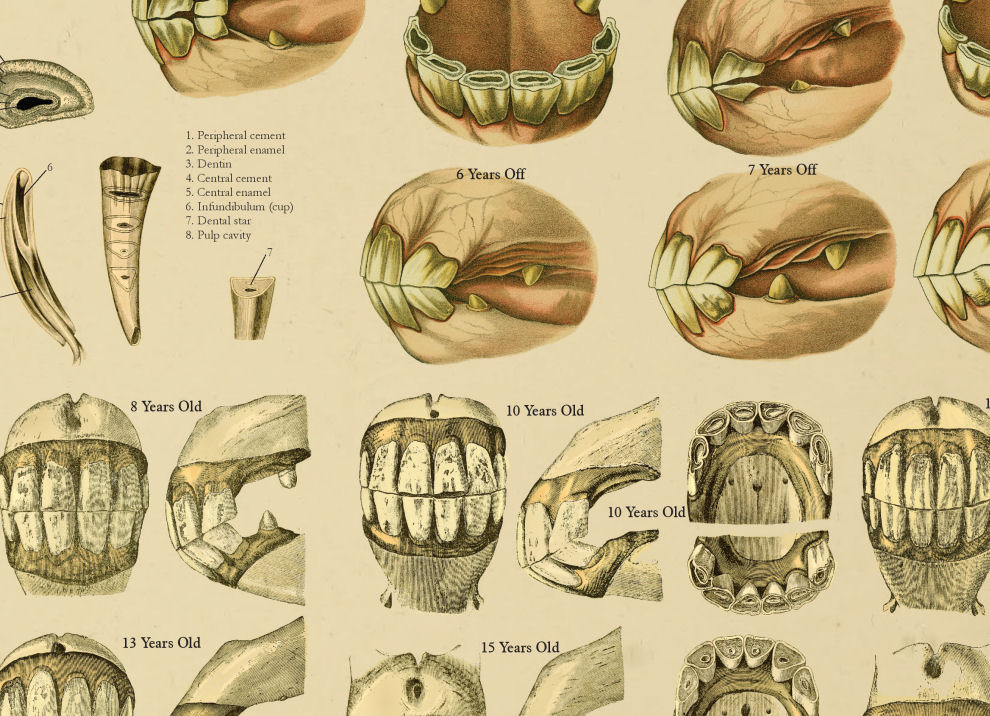 Age of Horse by Teeth