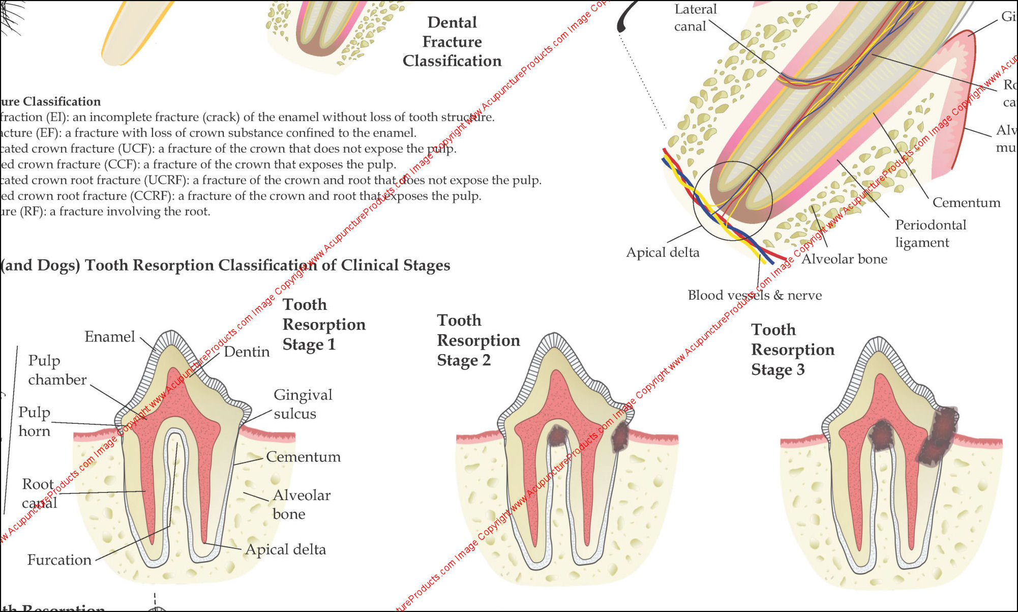 animal dental poster