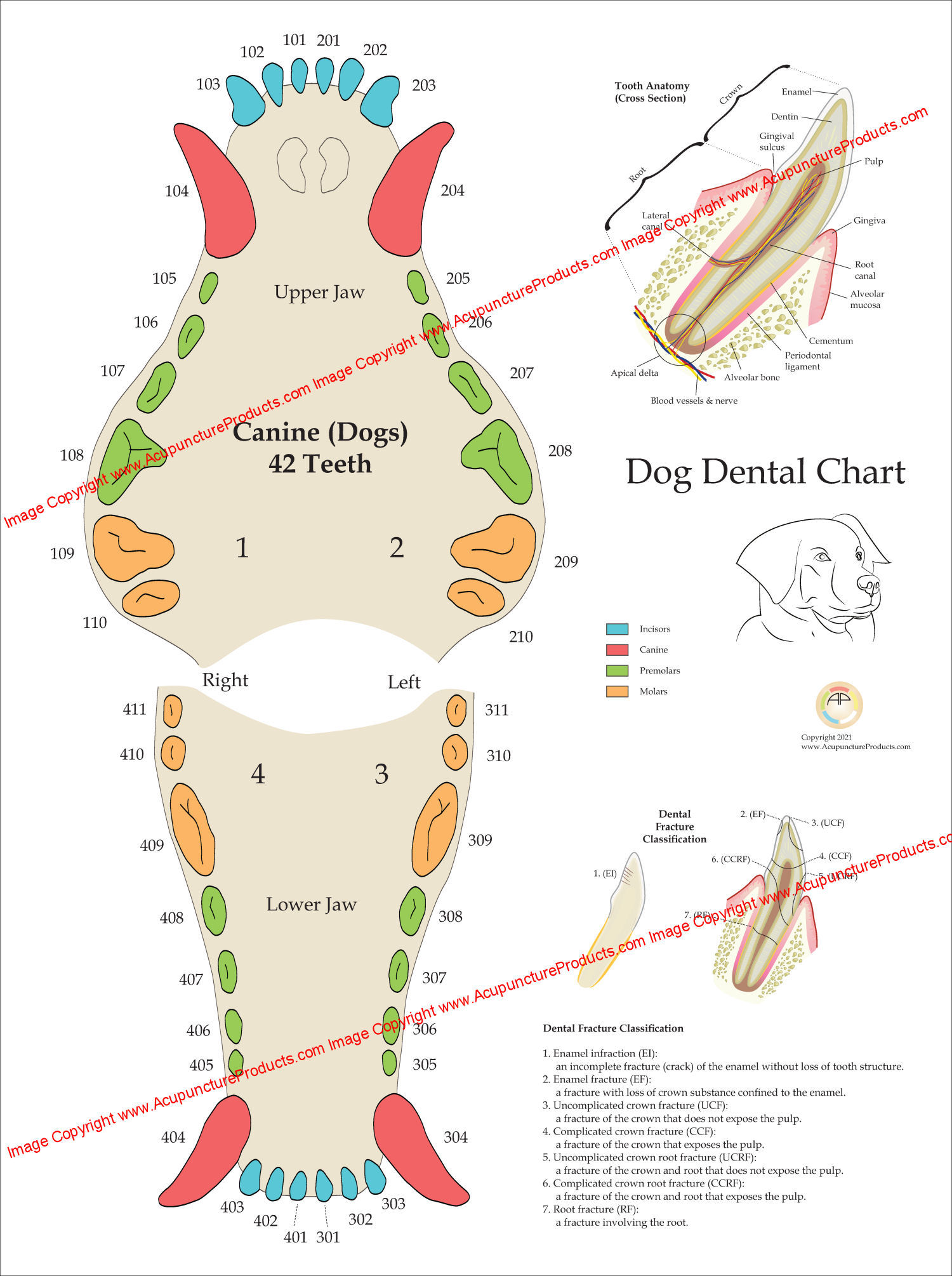 Dog Dental Anatomy Poster