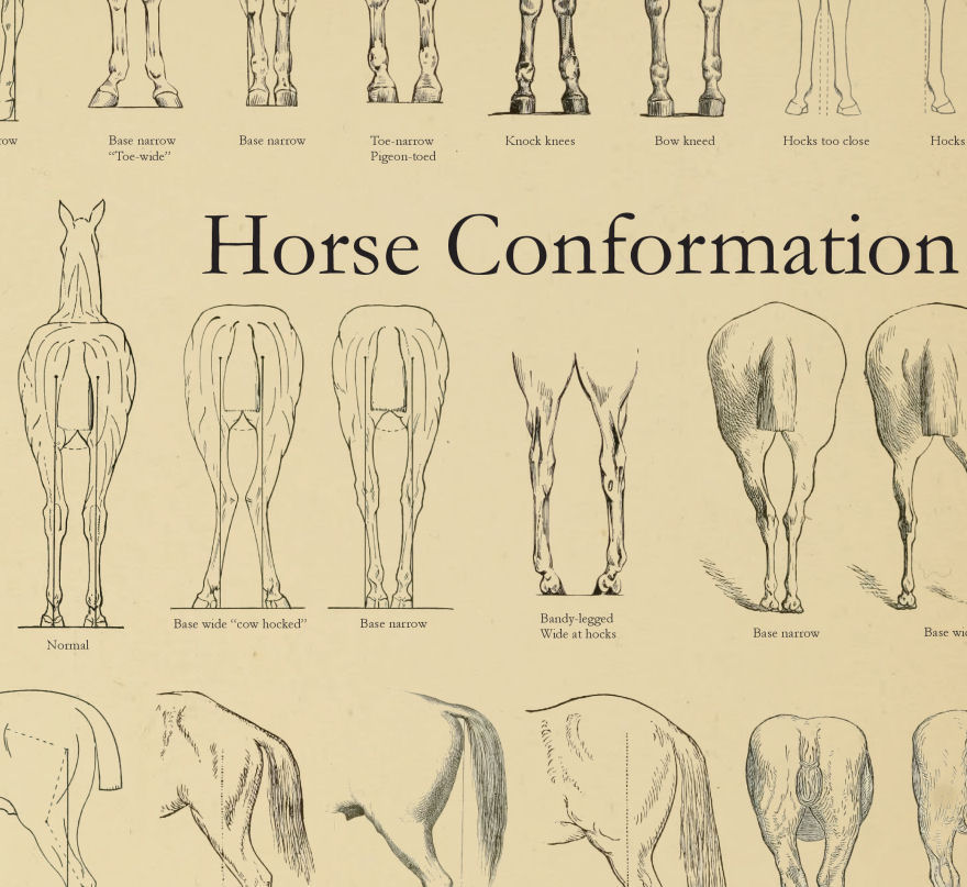 Equine Chart