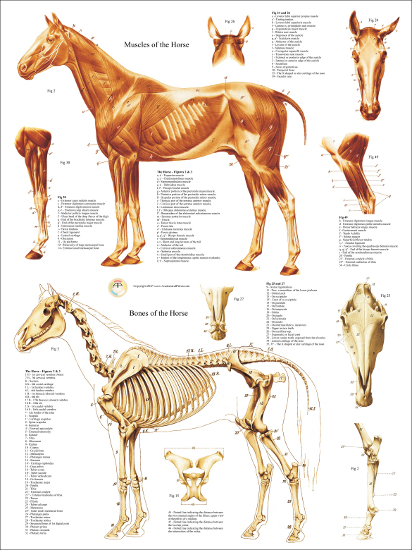 Horse Skeletal Anatomy Poster