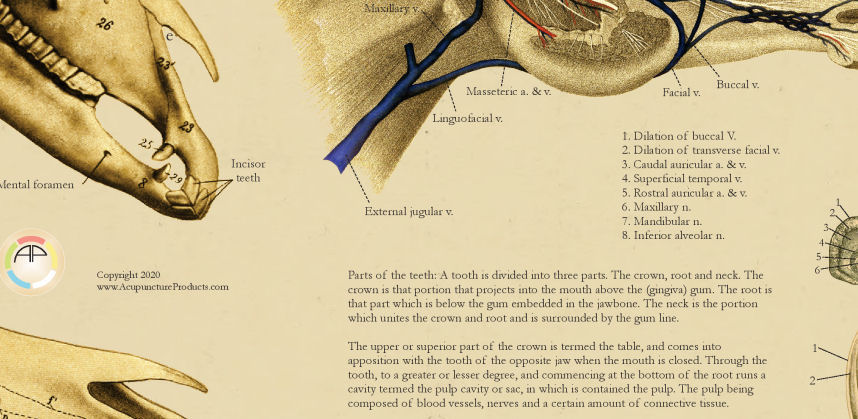 Parts of Horses Tooth