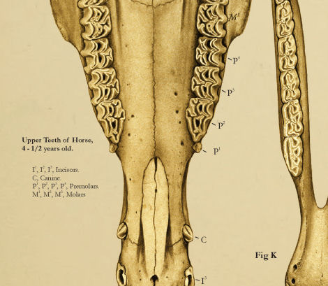 Upper Teeth of Horse