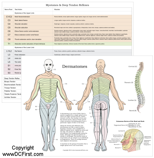 Dermatome Assessment Chart Dermatomes What They Are Where They Are Dermatome Assessment Chart Dermatomes What They Are Where They Are