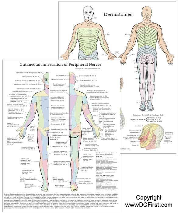 Dermatome Peripheral Nerves Chart.