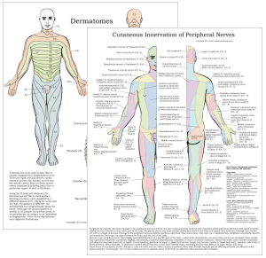 Kinesiology Charts Free