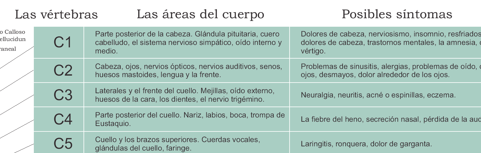 Spanish Autonomic Nervous System Poster