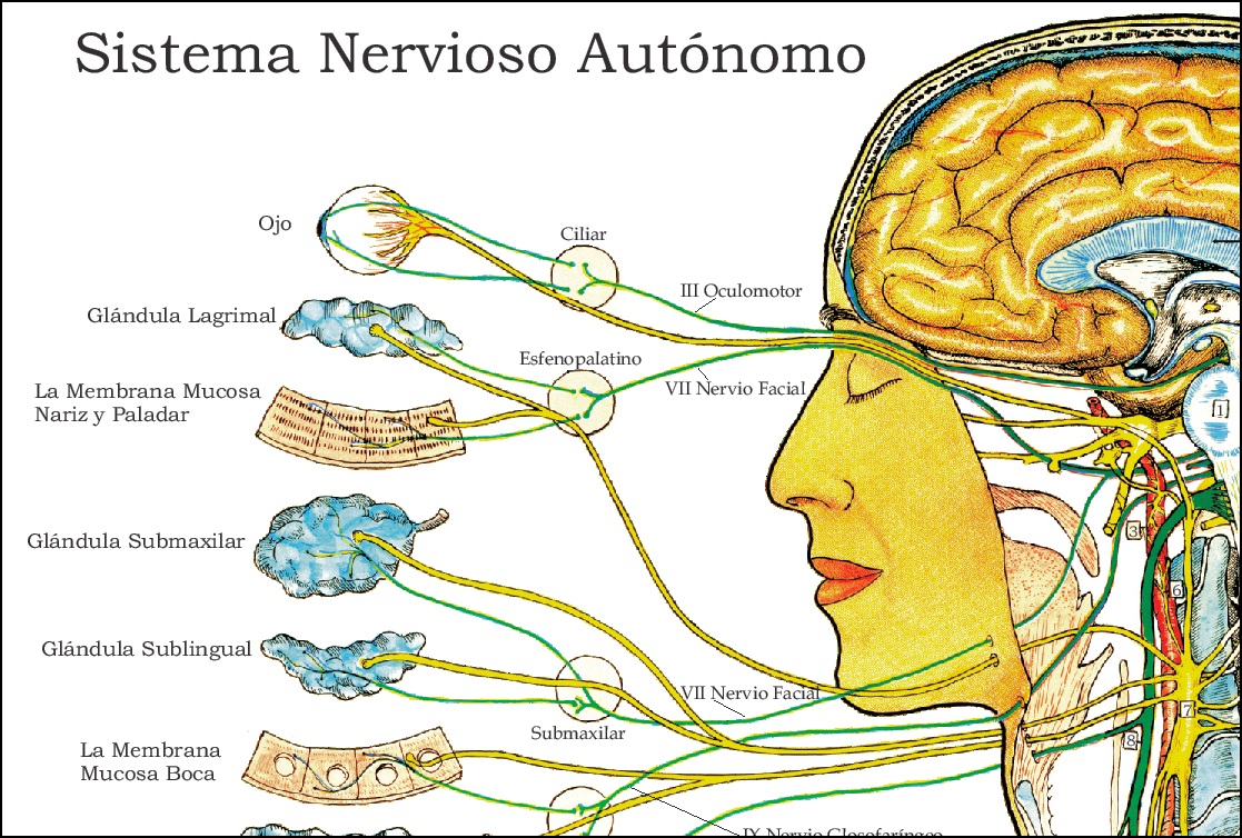 Spanish Autonomic Nervous System Poster