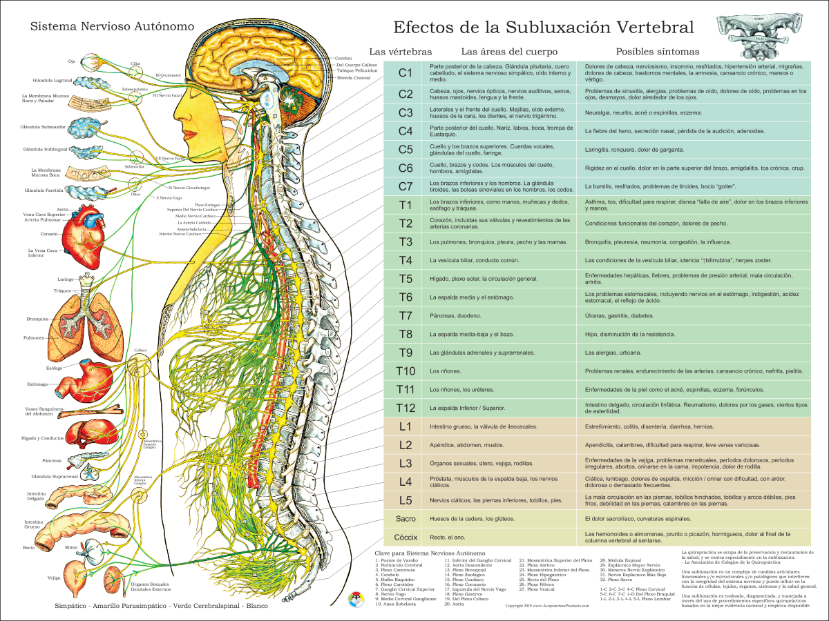 Spanish Autonomic Nervous System Poster