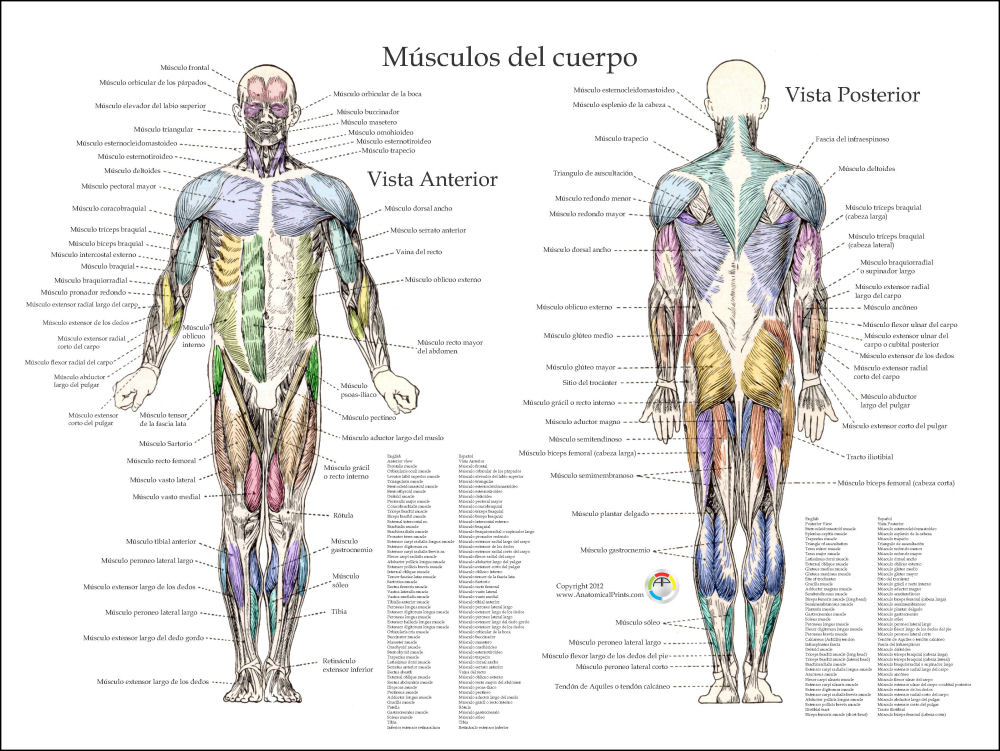 Plan para definir musculos