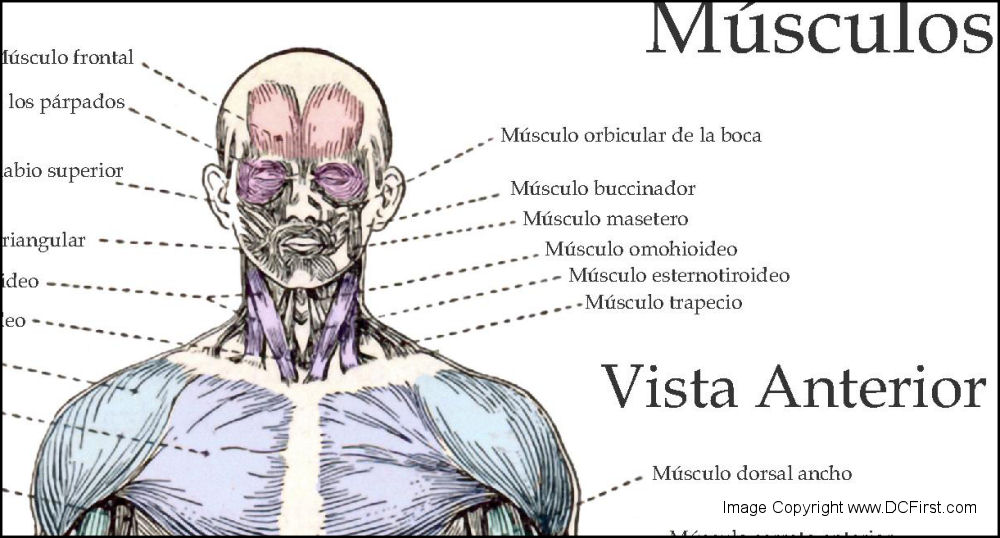 Muscle Anatomy Posters