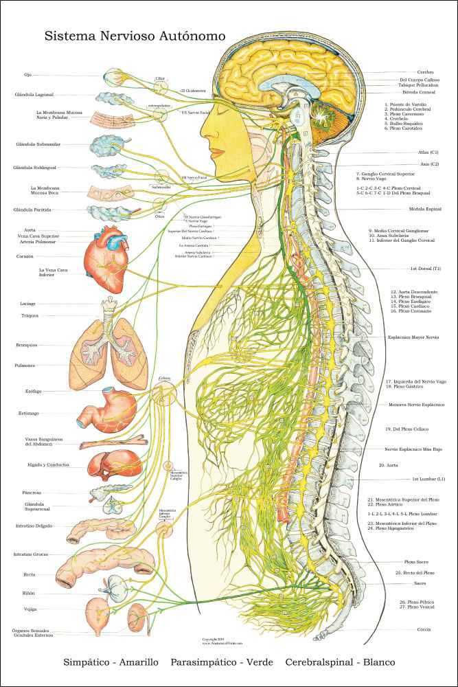 Spanish Autonomic Nervous System Poster