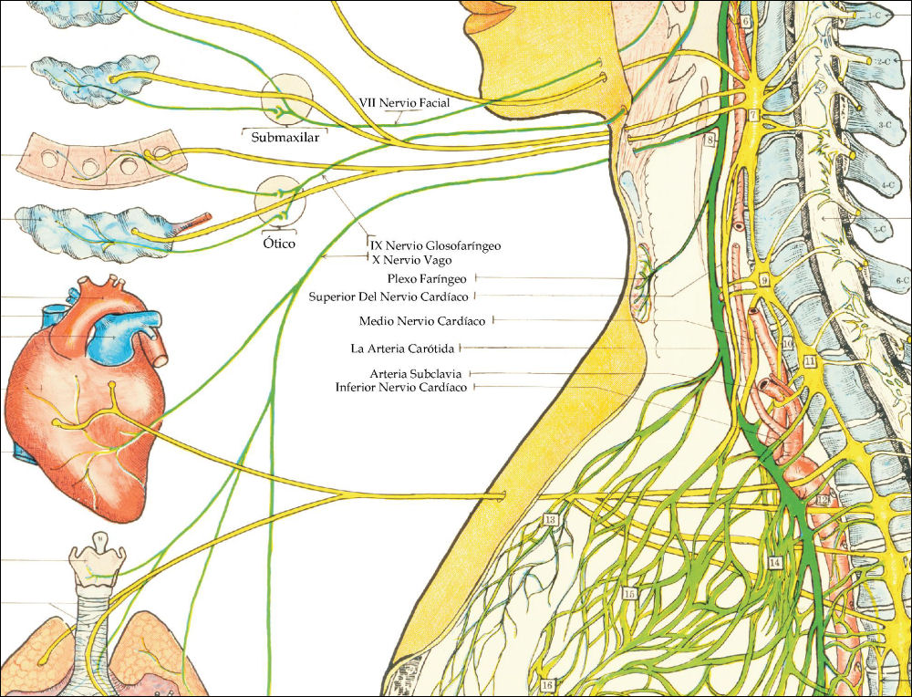 Spanish Autonomic Nervous System Poster