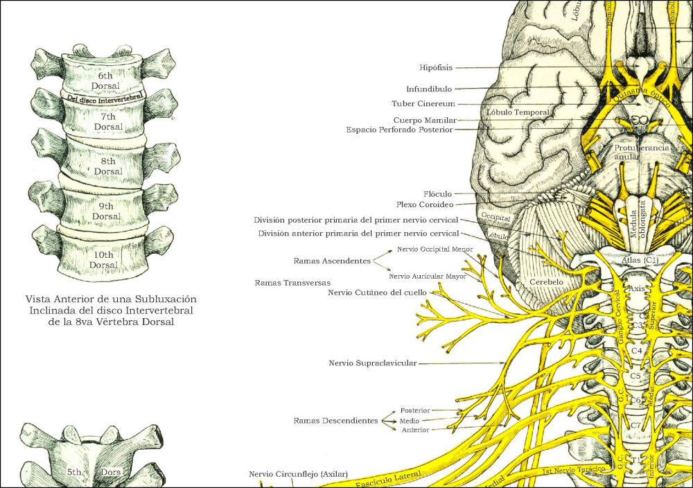 Spinal Nerves and Subluxations Poster