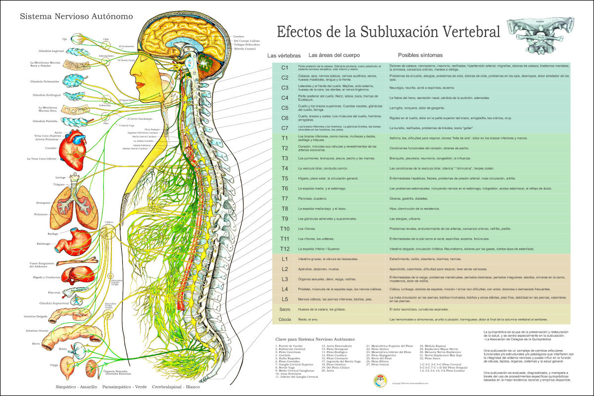 Effects Of Spinal Subluxation Chart