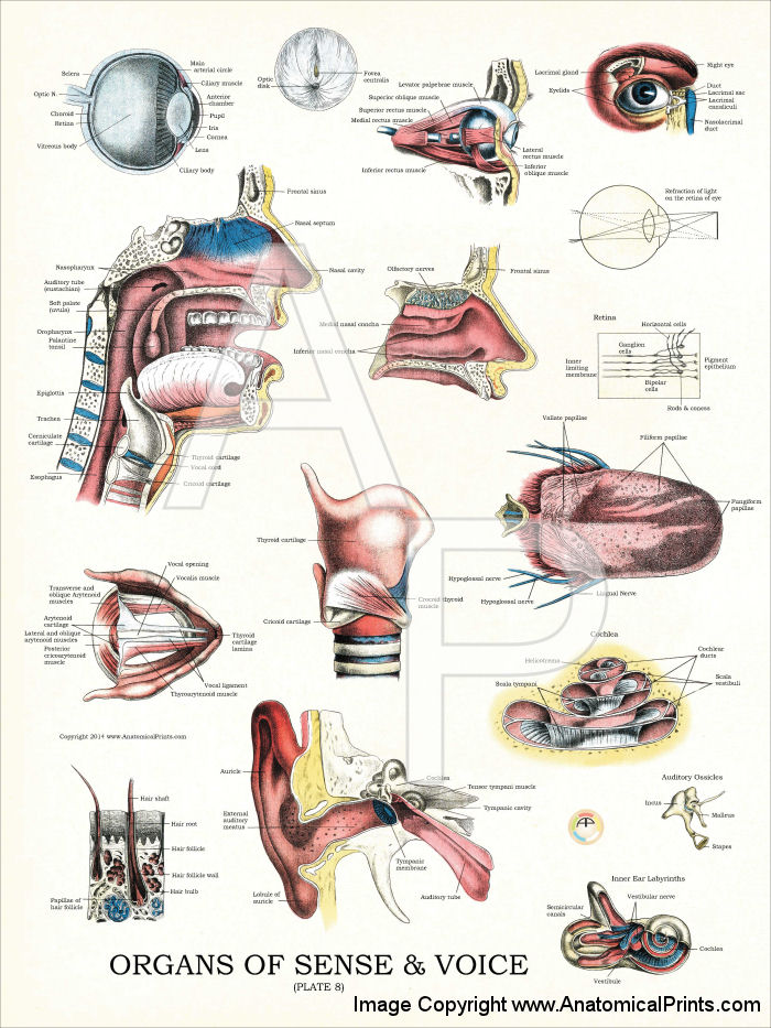 Organs of Sense and Voice Anatomy Poster
