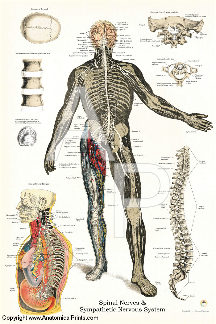 Spine And Nervous System Chart